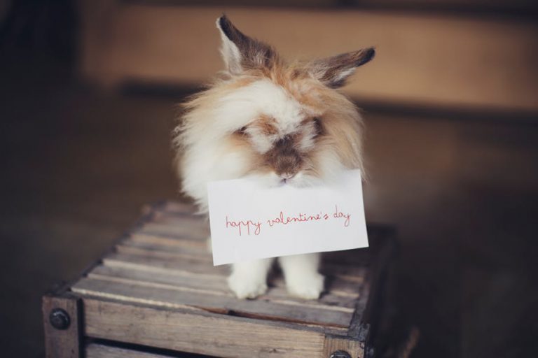 bunny holding valentines message