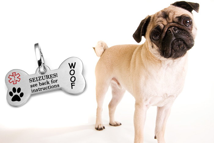 cute pug pet id tag