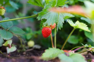 strawberry gardening crops