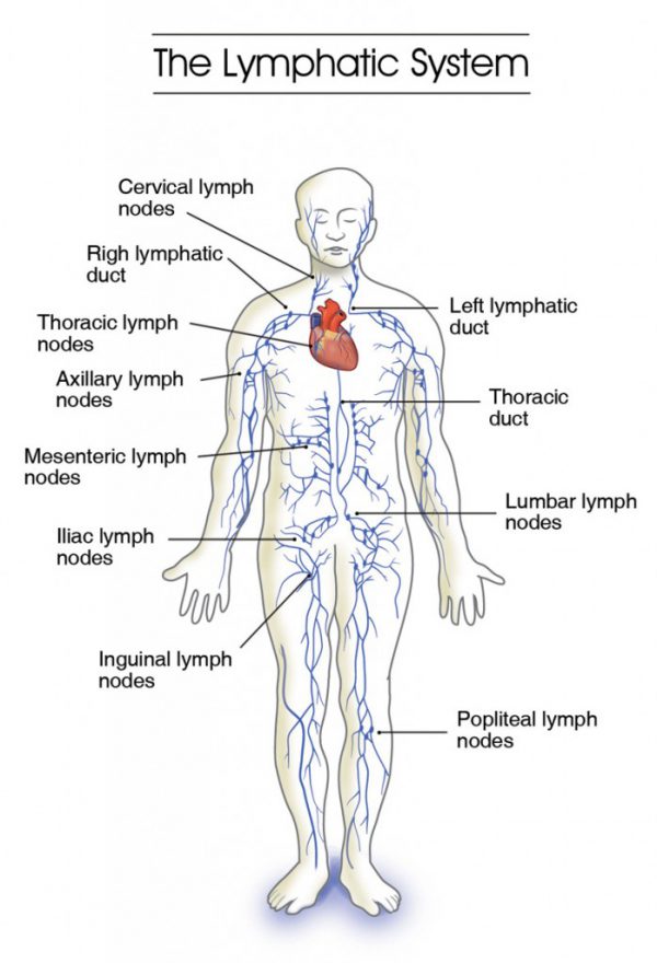 The Lymphatic System The Lymphatic System